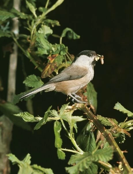 Willow Tit - with insects in mouth