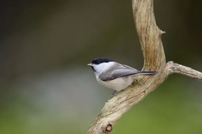 Framed Print : Willow Tit - UK Framed Print : Willow Tit - UK