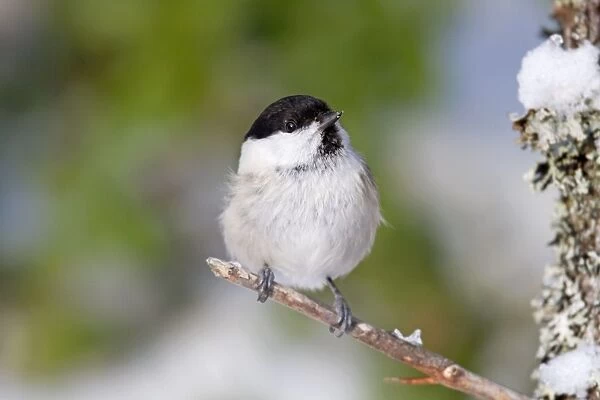 Willow Tit - winter - Norway