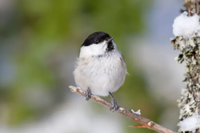 Framed Print : Willow Tit - winter - Norway Framed Print : Willow Tit - winter - Norway