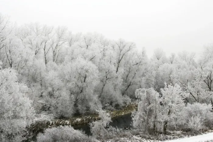 Framed Print : Willow Trees - covered in frost. Alsace - France Framed Print : Willow Trees - covered in frost. Alsace - France