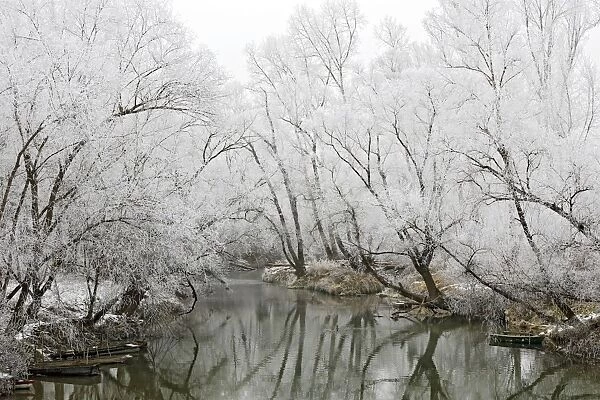 Willow Trees - along river covered in frost. Alsace - France