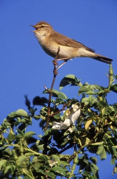 Willow-warbler