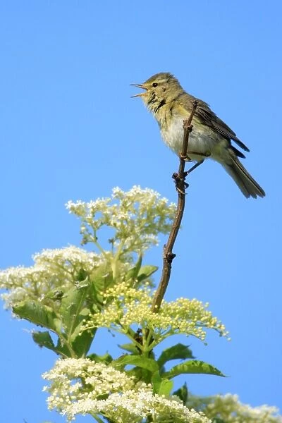 Willow Warbler - male, singing from flowering Elderberry, Texel, Holland