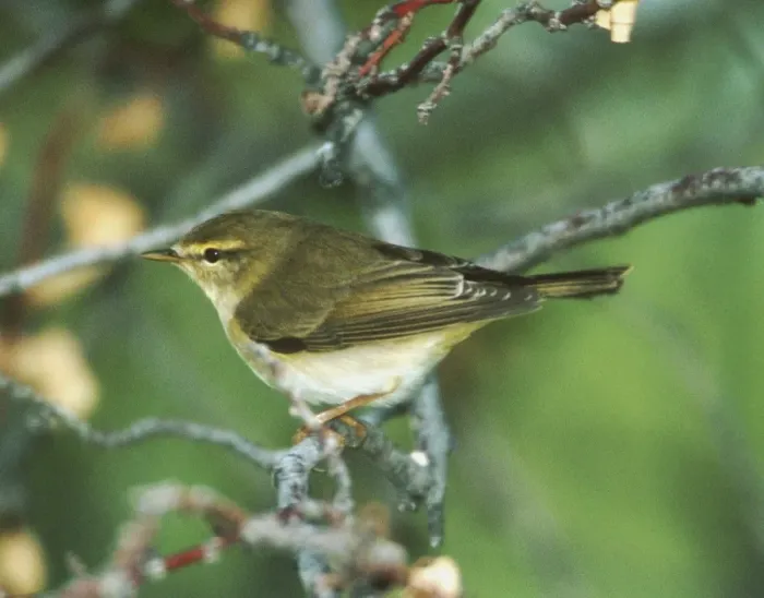 Framed Print : Willow Warbler - May Turkey Framed Print : Willow Warbler - May Turkey