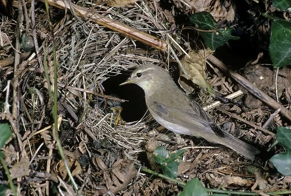 Willow Warbler - at nest with young