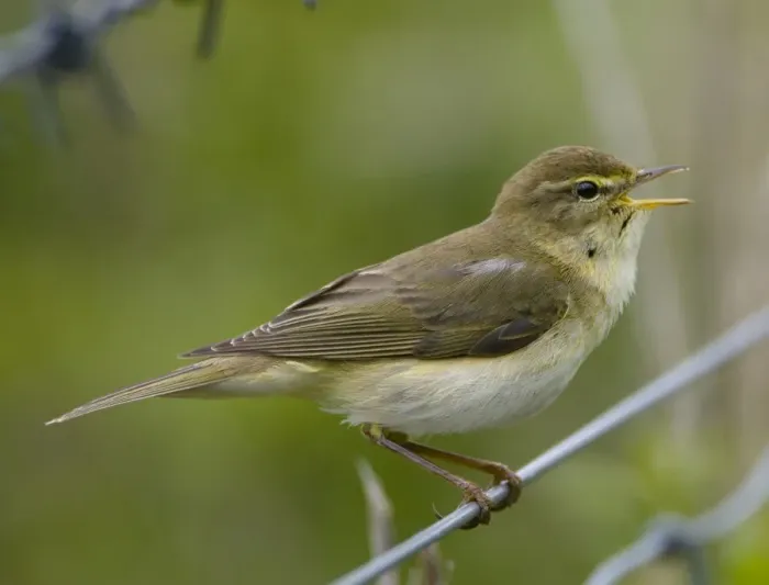 Framed Print : Willow Warbler - in song - Oxfordshire - UK - April Framed Print : Willow Warbler - in song - Oxfordshire - UK - April