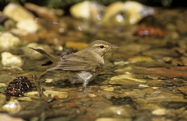 Willow Warbler - in water