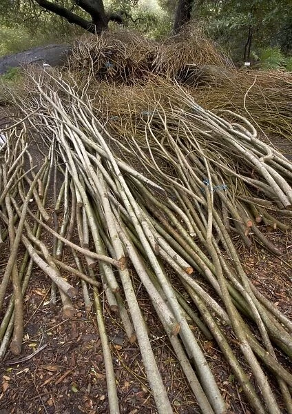 Willow Withies - Piles, ready for use in making a willow sculpture