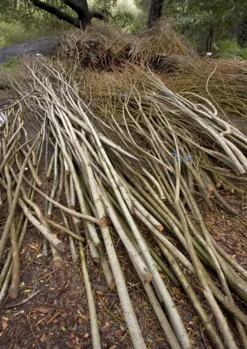 Framed Print : Willow Withies - Piles, ready for use in making a willow sculpture Framed Print : Willow Withies - Piles, ready for use in making a willow sculpture