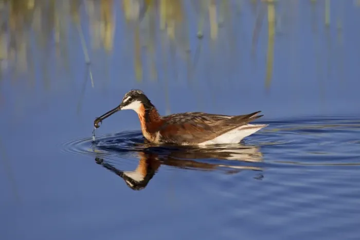 Framed Print : Wilson's Phalarope - adult female with food in beak - July in Wyoiming - USA