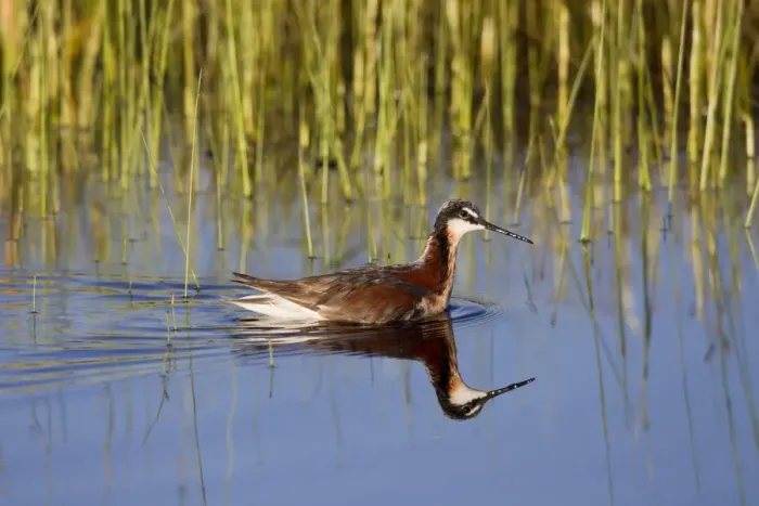 Framed Print : Wilson's Phalarope - adult female - July in Wyoiming - USA Framed Print : Wilson's Phalarope - adult female - July in Wyoiming - USA