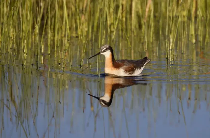 Framed Print : Wilson's Phalarope - adult female - July in Wyoiming - USA Framed Print : Wilson's Phalarope - adult female - July in Wyoiming - USA