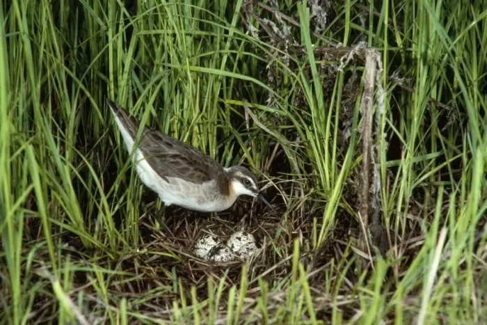 Framed Print : Wilson's Phalarope - male at nest with eggs Framed Print : Wilson's Phalarope - male at nest with eggs