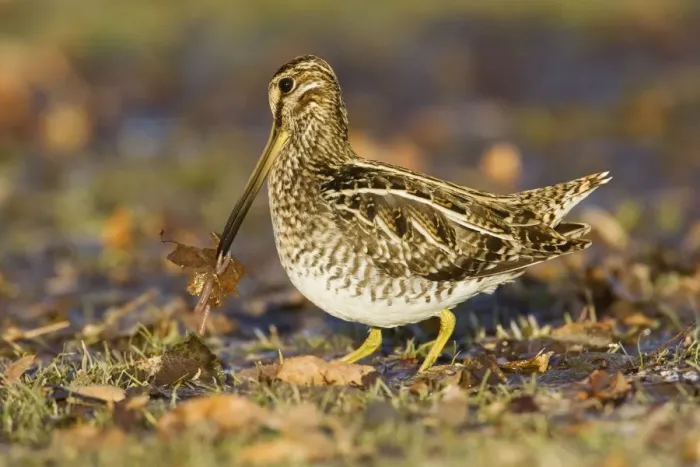 Framed Print : Wilson's Snipe Framed Print : Wilson's Snipe