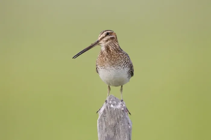 Framed Print : Wilson's Snipe - on breeding territory - Wyoming - July - USA Framed Print : Wilson's Snipe - on breeding territory - Wyoming - July - USA