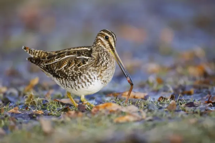 Framed Print : Wilson's Snipe - with worm in beak Framed Print : Wilson's Snipe - with worm in beak