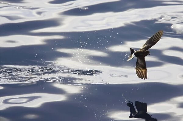 Wilson's Storm-Petrel - Feeding in sheltered bay Neko Harbour, Antarctic Penninsular BI007552