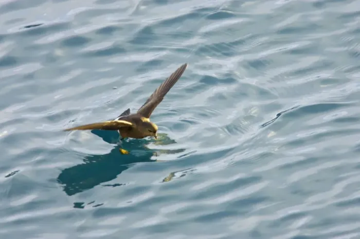 Framed Print : Wilson's Storm-Petrel - Feeding in sheltered bay Neko Harbour, Antarctic Penninsular BI007538 Framed Print : Wilson's Storm-Petrel - Feeding in sheltered bay Neko Harbour, Antarctic Penninsular BI007538
