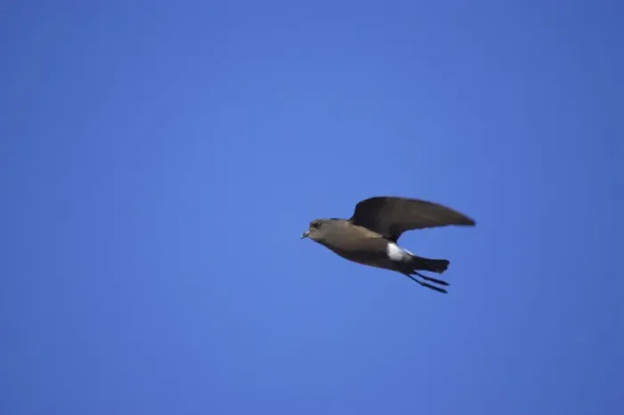Framed Print : Wilson's Storm-Petrel - In flight Paulette Island, Antarctic Penninsular BI007571