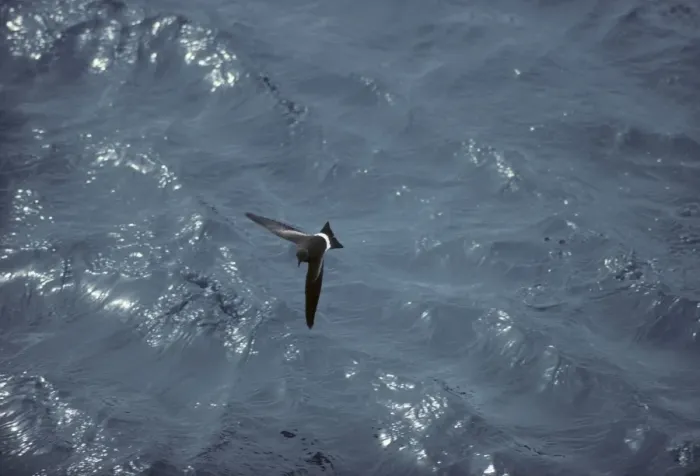 Framed Print : Wilson's Storm Petrel - In Flight Over Sea Antarctica BI006891 Framed Print : Wilson's Storm Petrel - In Flight Over Sea Antarctica BI006891