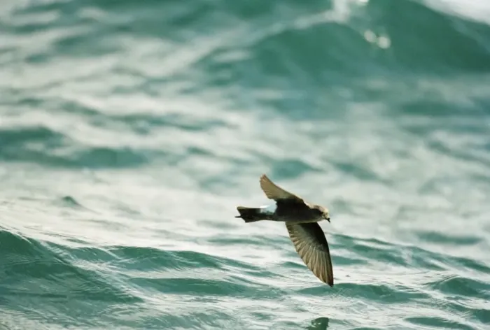 Framed Print : Wilson's Storm Petrel In flight over the water Framed Print : Wilson's Storm Petrel In flight over the water