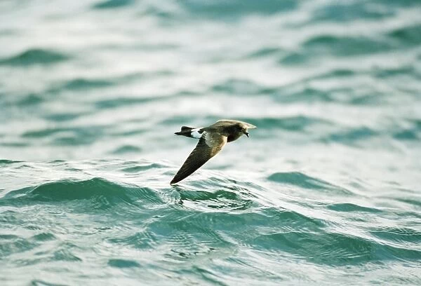 Wilson's Storm Petrel In flight over water