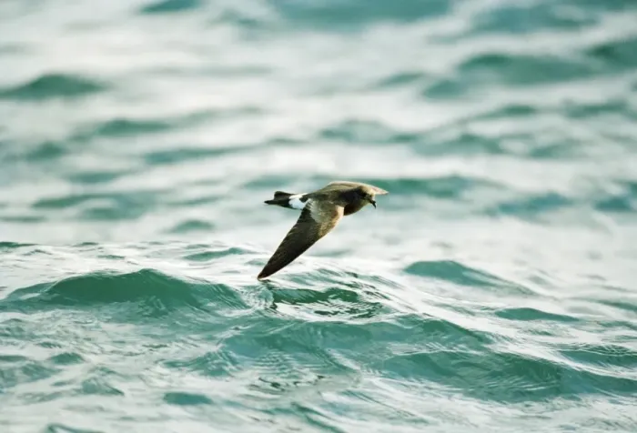 Framed Print : Wilson's Storm Petrel In flight over water Framed Print : Wilson's Storm Petrel In flight over water