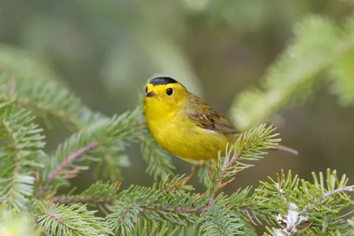 Framed Print : Wilson's Warbler Framed Print : Wilson's Warbler