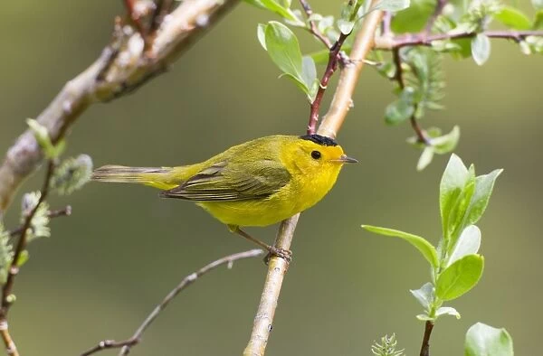 Wilson's Warbler - adult male on breeding territory in the Snowy Range - Wyoming in July - USA