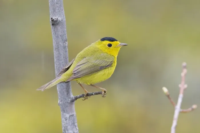 Framed Print : Wilson's Warbler - Maine USA - May
