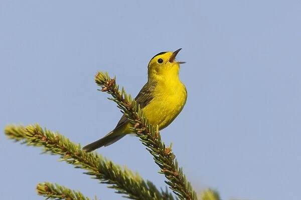 Wilson's Warbler - singing on territory in Maine boreal forest in May. USA