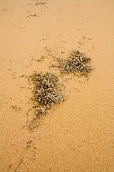 Wind Blown Detritus This plant matter forms the very basis of the food chain in the Namib Desert Near Swakopmund, Namibia, Africa