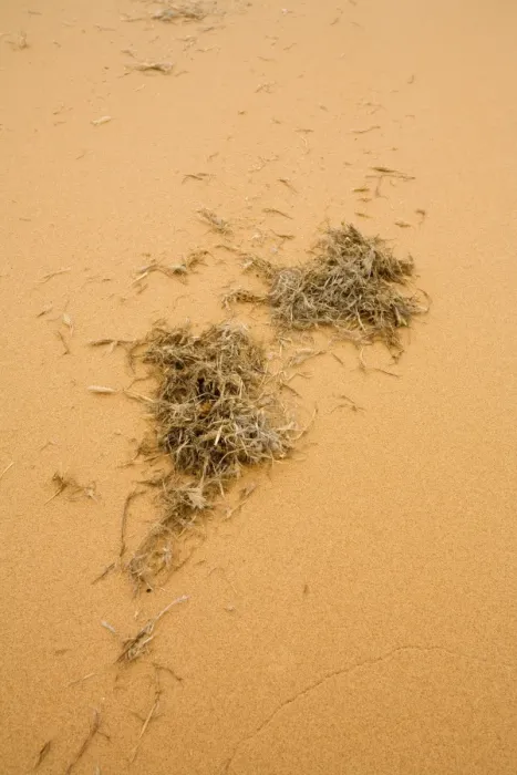 Framed Print : Wind Blown Detritus This plant matter forms the very basis of the food chain in the Namib Desert Near Swakopmund, Namibia, Africa Framed Print : Wind Blown Detritus This plant matter forms the very basis of the food chain in the Namib Desert Near Swakopmund, Namibia, Africa