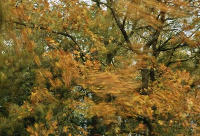 Framed Print : Wind JD 16001 Tree blowing in the wind. © John Daniels / ARDEA LONDON Framed Print : Wind JD 16001 Tree blowing in the wind. © John Daniels / ARDEA LONDON