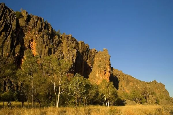 Windjana Gorge - the sheer, vertical wall of Windjana Gorge rises up abrubtly out of grassy bushland dotted with gum trees in last evening light. View from outside - Windjana Gorge National Park, Kimberley, Western Australia, Australia