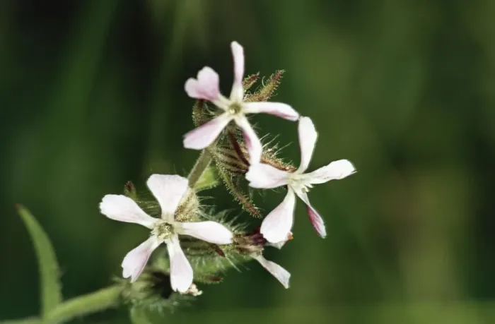 Framed Print : Windmill Pink JLM 1008 Small flowered catchfly Silene gallica © J. L. Mason / ardea. com Framed Print : Windmill Pink JLM 1008 Small flowered catchfly Silene gallica © J. L. Mason / ardea. com