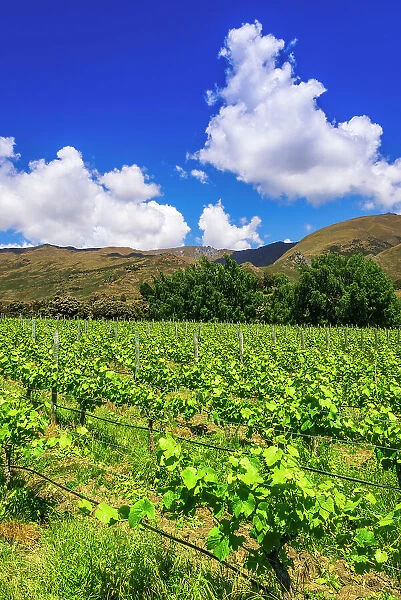 Wine grapes at Rippon Vineyard on the shore of Lake Wanaka, Otago, South Island, New Zealand Date: 01-07-2021