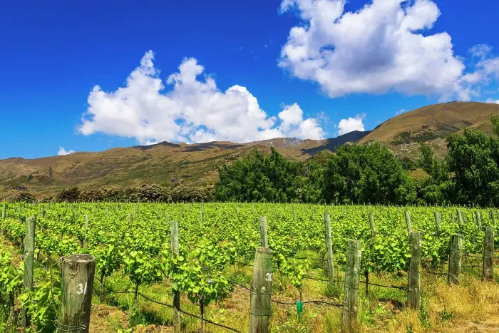 Framed Print : Wine grapes at Rippon Vineyard on the shore of Lake Wanaka, Otago, South Island, New Zealand Date: 01-07-2021 Framed Print : Wine grapes at Rippon Vineyard on the shore of Lake Wanaka, Otago, South Island, New Zealand Date: 01-07-2021