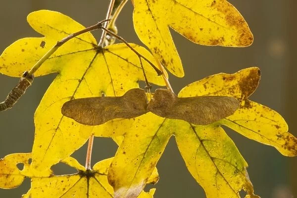 Winged fruit, keys, and colourful autumn leaves of Field Maple