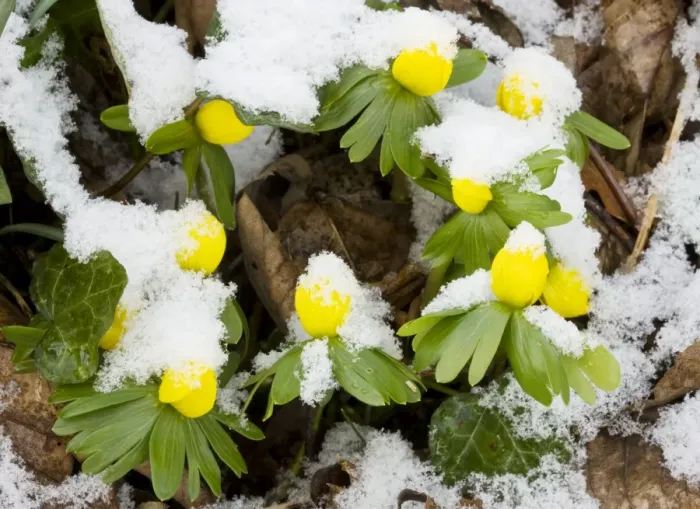 Framed Print : Winter Aconite Eranthis hyemalis in flower in the snow, flowers partly closed against the cold. Dorset UK Framed Print : Winter Aconite Eranthis hyemalis in flower in the snow, flowers partly closed against the cold. Dorset UK