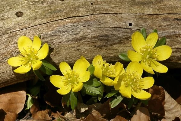 Winter Aconite growing in forest beneath a tree branch Baden-Wuerttemberg, Germany