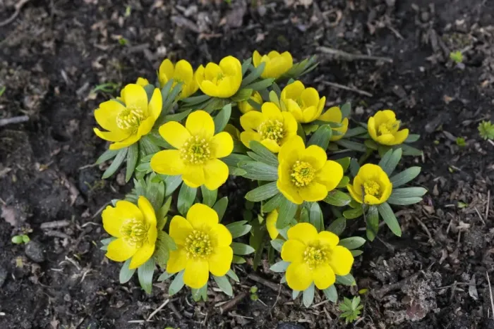 Framed Print : Winter Aconite. Kent garden in February. UK Framed Print : Winter Aconite. Kent garden in February. UK