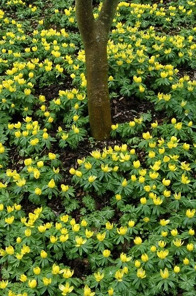 Winter aconite - Kent garden. The flower is stalkless and cup-shaped with a clump-forming tuber. Flowering from late winter to early spring. February