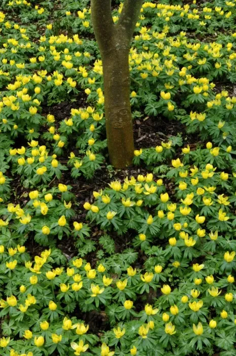 Framed Print : Winter aconite - Kent garden. The flower is stalkless and cup-shaped with a clump-forming tuber. Flowering from late winter to early spring. February Framed Print : Winter aconite - Kent garden. The flower is stalkless and cup-shaped with a clump-forming tuber. Flowering from late winter to early spring. February