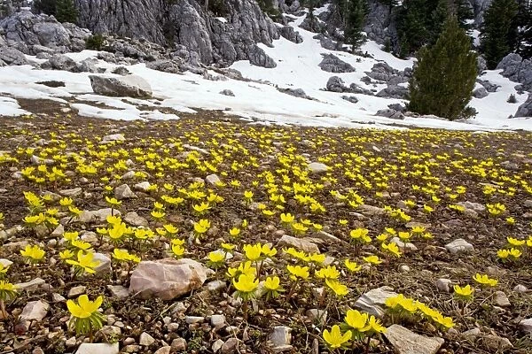 Winter Aconite - in the large-flowered form known as Eranthis cilicicus, at the snow-line in the Taurus Mountains, Turkey