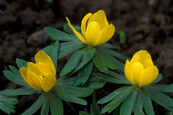 Framed Print : Winter Aconite - Make floral carpet beneath trees - hardy, winter / spring flowering perennials. UK. January Framed Print : Winter Aconite - Make floral carpet beneath trees - hardy, winter / spring flowering perennials. UK. January