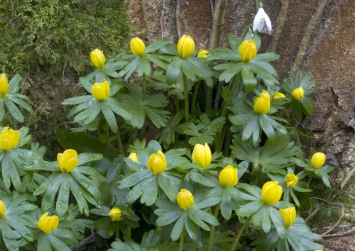 Framed Print : Winter aconites in light woodland, with snowdrops. Very early-flowering plants Framed Print : Winter aconites in light woodland, with snowdrops. Very early-flowering plants