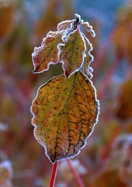 'Winter Beauty' - Rimmed frost on Cornus Sanguinea leaves - December Kent garden. UK