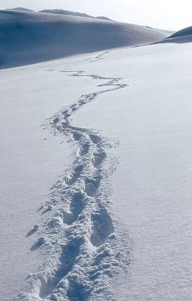 Winter landscape with footprints in snow  /  Hautes fagnes  /  Belgium